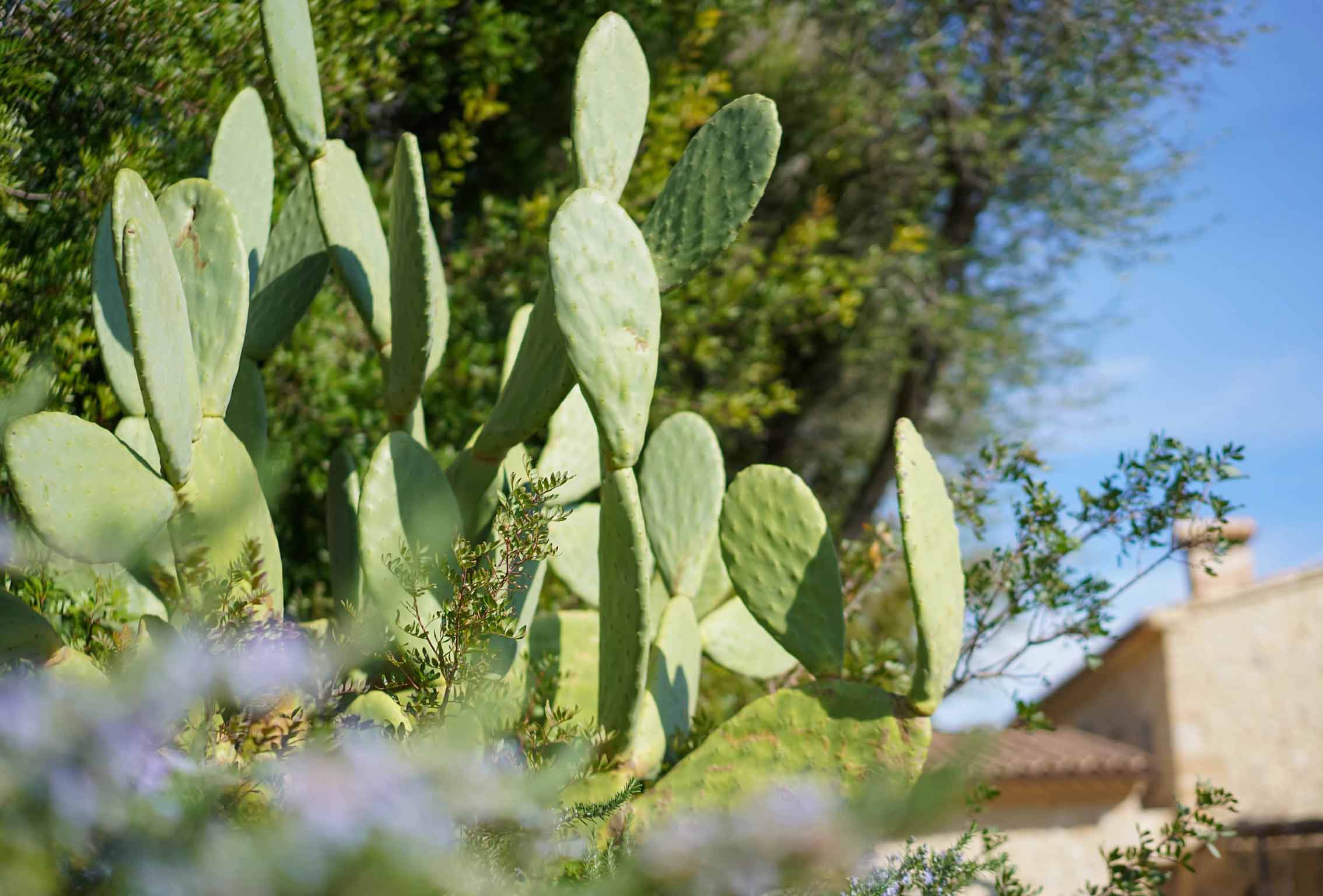 Detail einer Opuntie im Vordergrund mit grüner Vegetation und dem Steinhaus im Hintergrund
