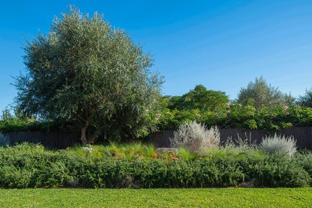 Garden detail with an olive tree, silvery shrubs and native plants beside the lawn