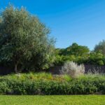 Garden detail with an olive tree, silvery shrubs and native plants beside the lawn