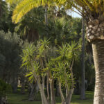 Rincón de jardín con césped, palmera en primer plano y planta de varios troncos y hojas puntiagudas