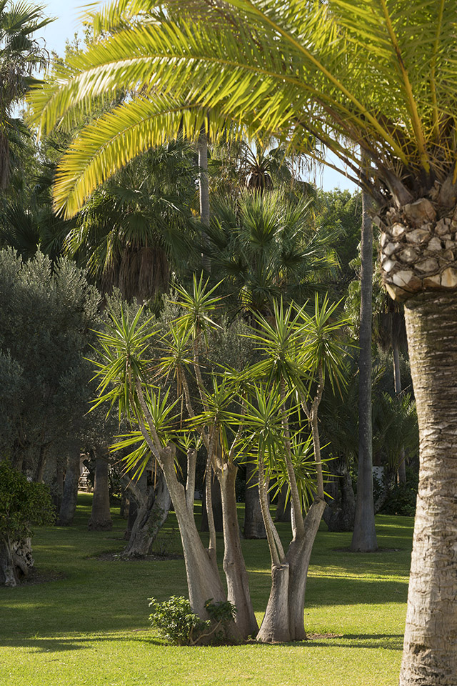 Rincón de jardín con césped, palmera en primer plano y planta de varios troncos y hojas puntiagudas