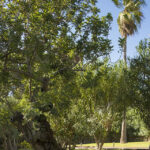 Árbol de tronco nudoso sobre el césped, con palmera alta y arbustos al fondo bajo cielo azul
