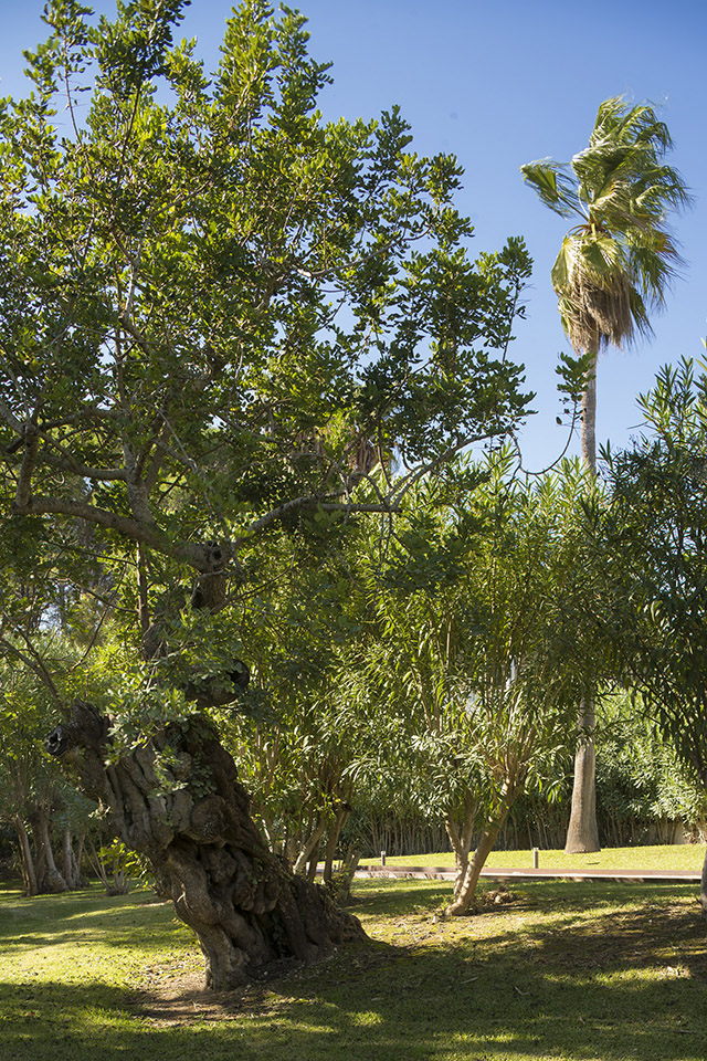 Árbol de tronco nudoso sobre el césped, con palmera alta y arbustos al fondo bajo cielo azul