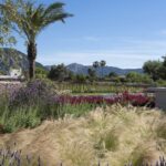 Macizo de lavanda y gramíneas con palmera, viñedo y montañas al fondo bajo cielo azul
