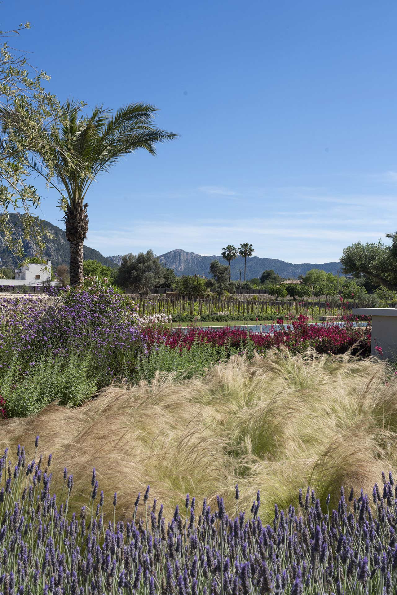 Macizo de lavanda y gramíneas con palmera, viñedo y montañas al fondo bajo cielo azul
