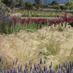 Lavanda y gramíneas doradas en primer plano, con flores rojas, viñedo y sierra al fondo