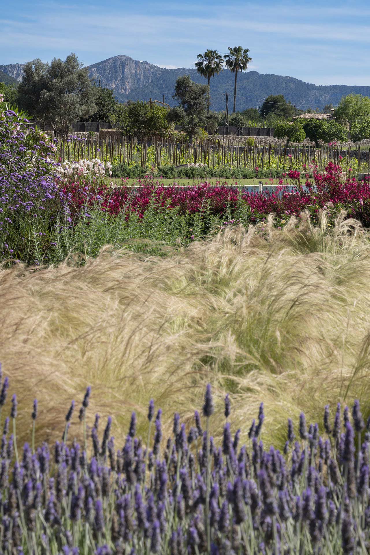 Lavanda y gramíneas doradas en primer plano, con flores rojas, viñedo y sierra al fondo