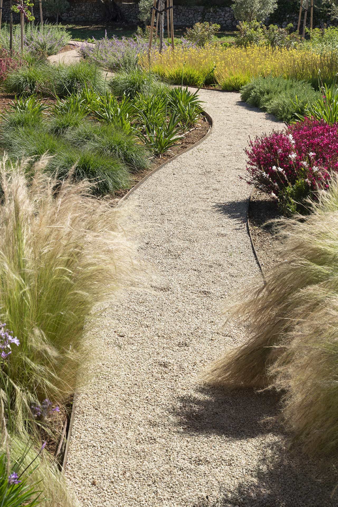 Camino curvo de grava con borde metálico entre gramíneas, flores granates y plantas verdes
