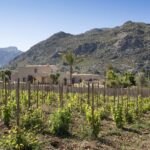 Viñedo joven con postes de madera y la villa de piedra al fondo, junto a una palmera
