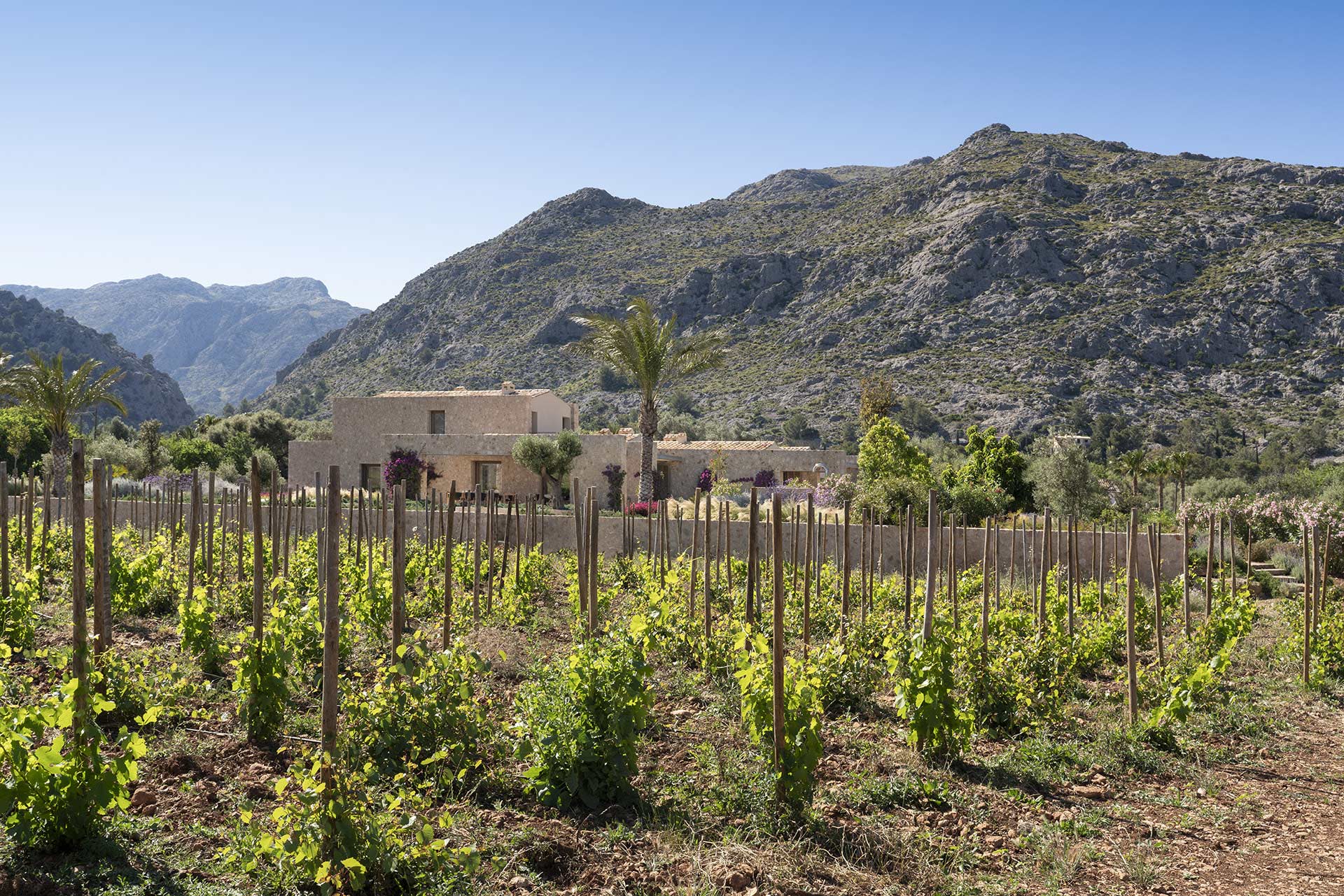 Viñedo joven con postes de madera y la villa de piedra al fondo, junto a una palmera