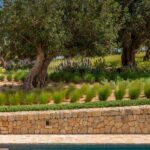 Olivos entre gramíneas y flores lilas sobre un muro de piedra, con escalones de la piscina abajo
