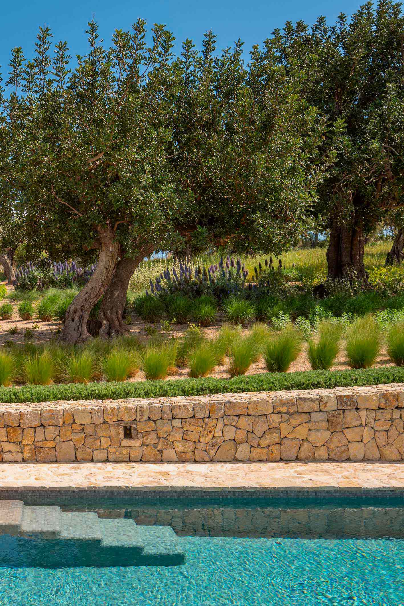 Olivos entre gramíneas y flores lilas sobre un muro de piedra, con escalones de la piscina abajo