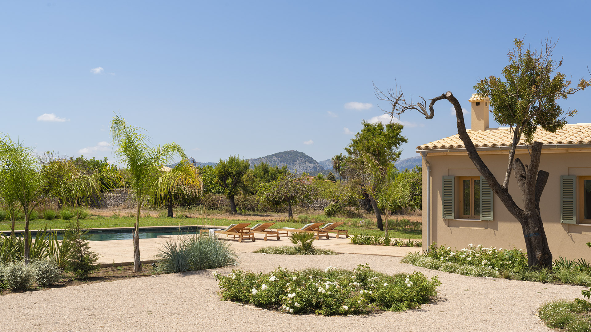 Kiesgarten mit einem Beet weißer Blumen, Sonnenliegen am Swimmingpool und einem Baum mit gewundenem Stamm