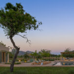 Baum mit gebogenem Stamm neben dem Haus, im Hintergrund Swimmingpool und Pergola in der Dämmerung