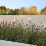 Detail of lavender in a white planter with grasses behind and warm evening light