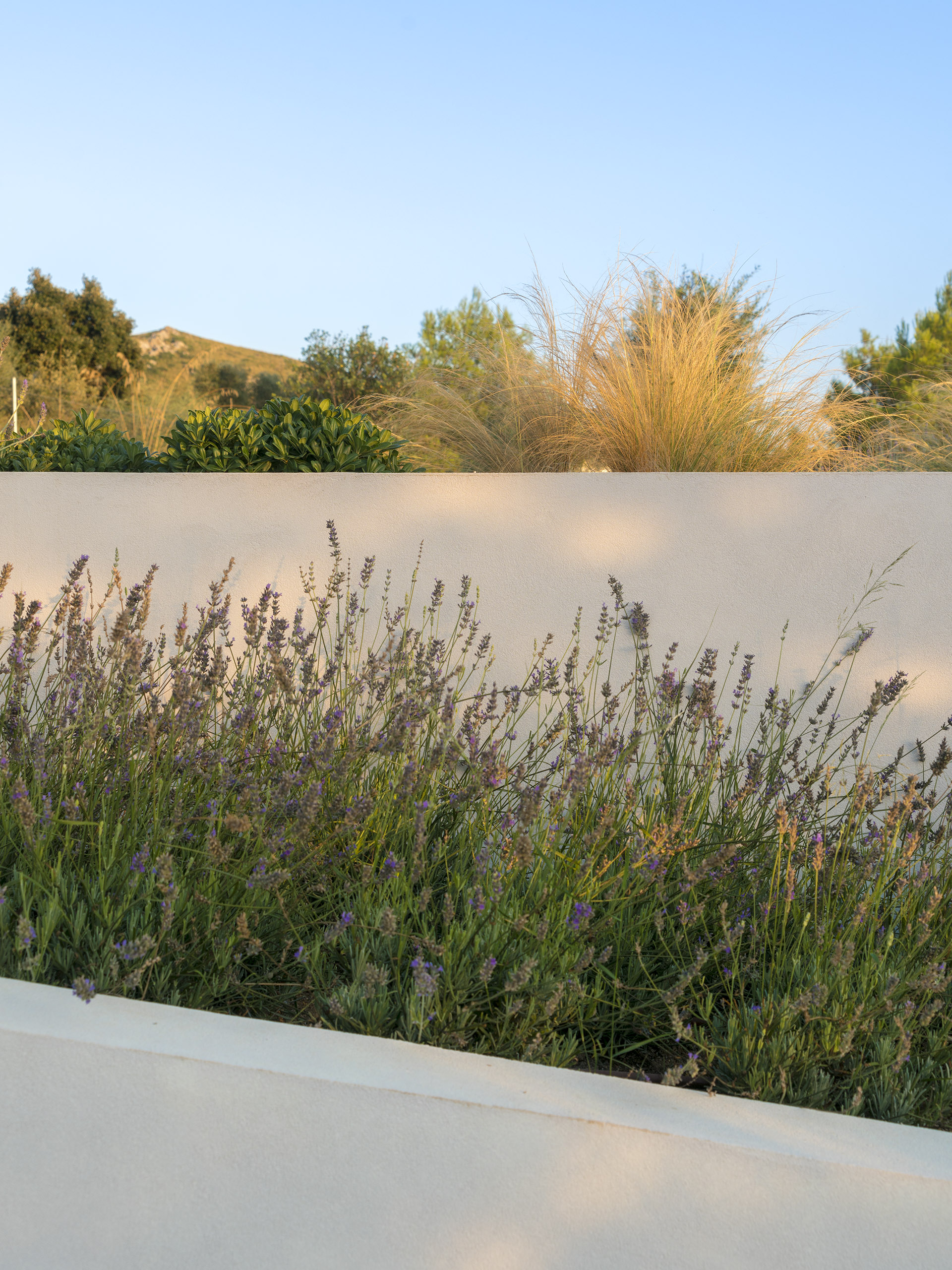 Detail of lavender in a white planter with grasses behind and warm evening light