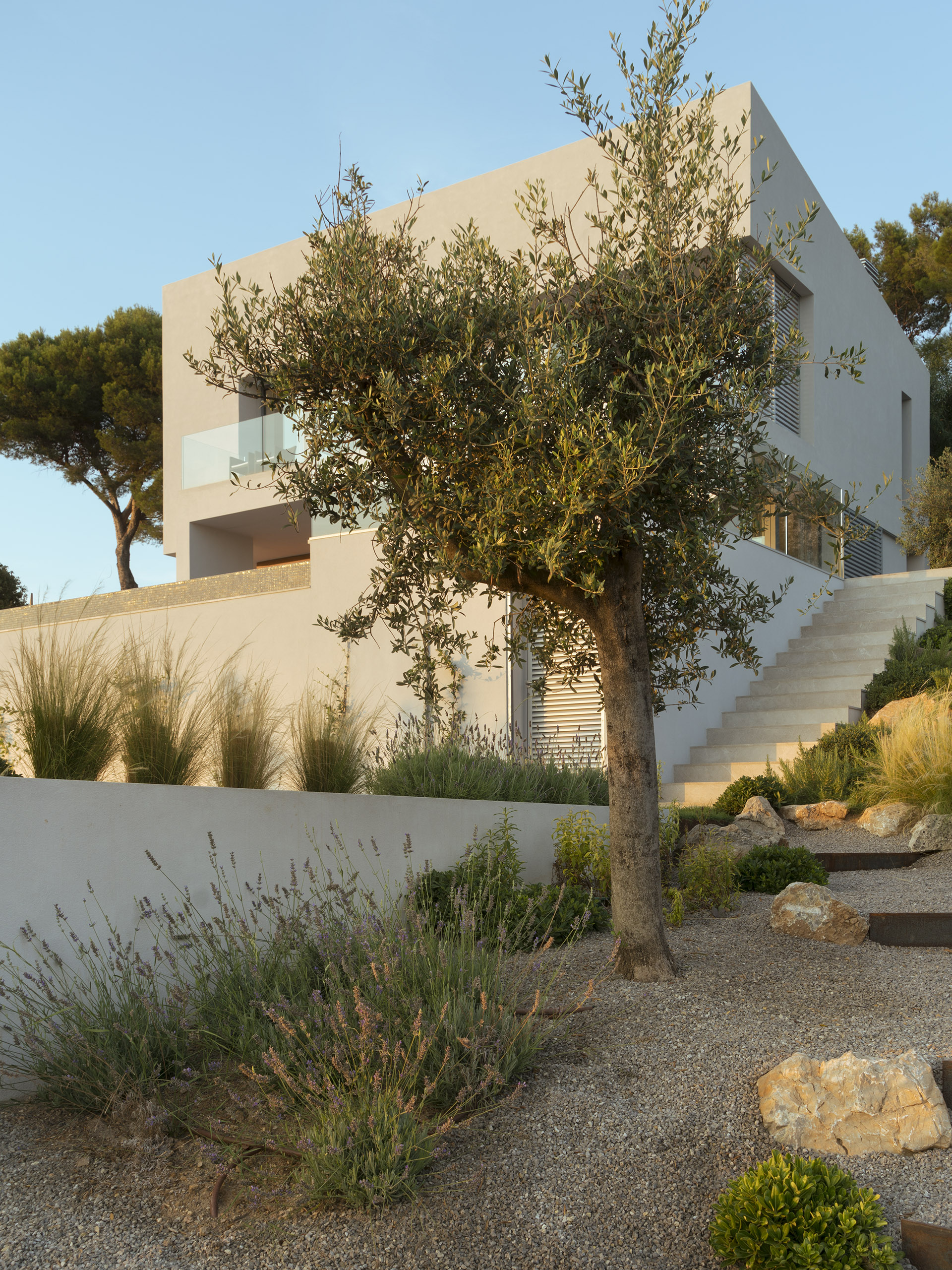 Mediterranean garden with olive tree, lavender, rocks and gravel in front of the white house with external staircase