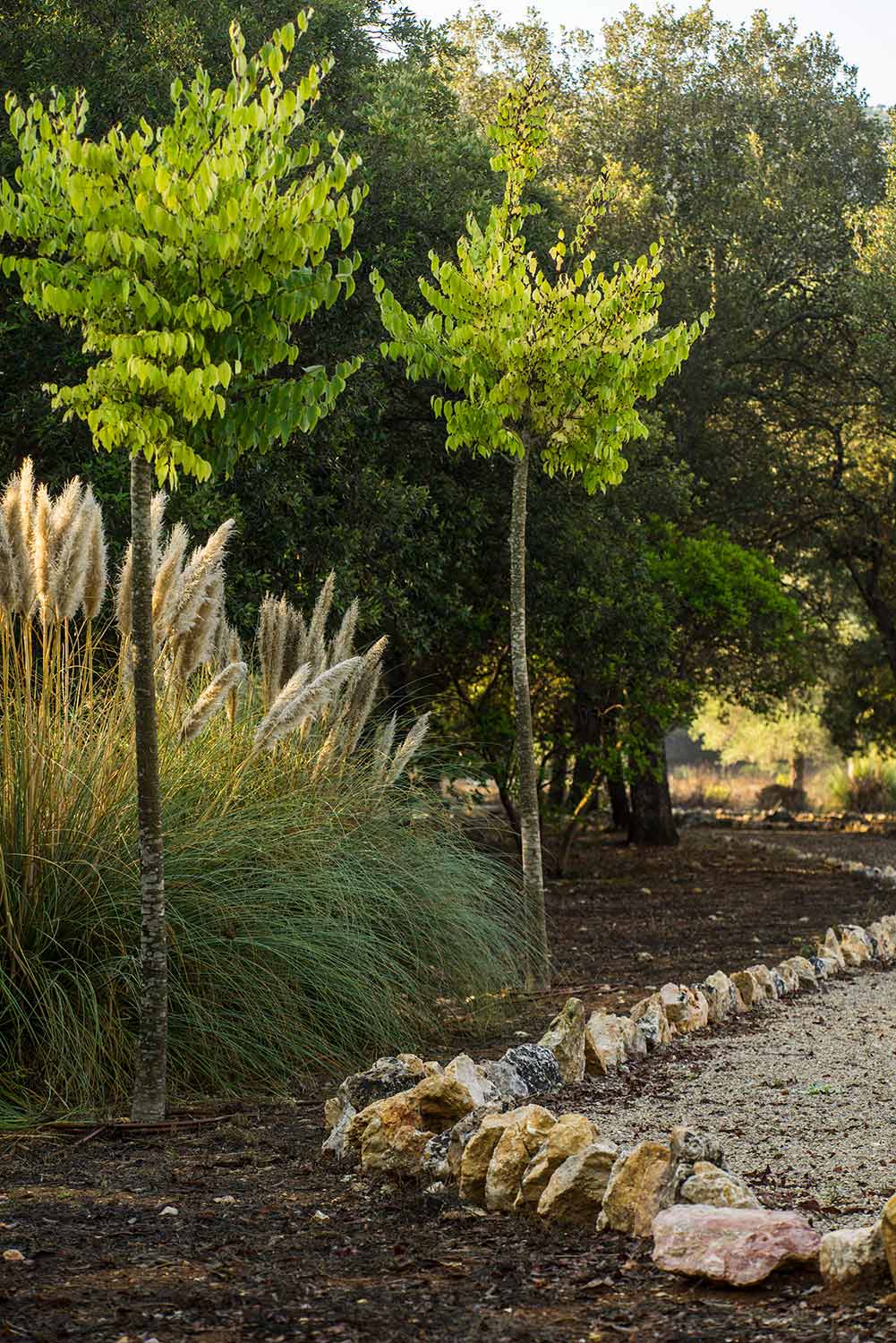 Jardín con hierba de la pampa, árboles jóvenes y camino de grava bordeado de piedras