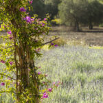 Detalle de buganvilla fucsia sobre tutor de cañas frente a un campo de lavanda y arbolado