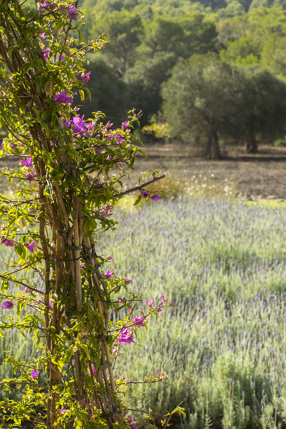 Detalle de buganvilla fucsia sobre tutor de cañas frente a un campo de lavanda y arbolado